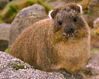 Rock Hyrax